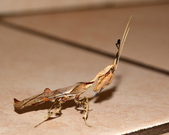 Phyllocrania paradoxa
