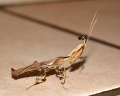 Phyllocrania paradoxa