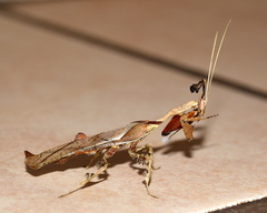 Phyllocrania paradoxa