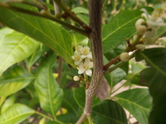 Glycosmis trifoliata