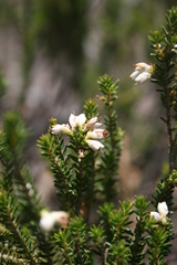 Erica imbricata