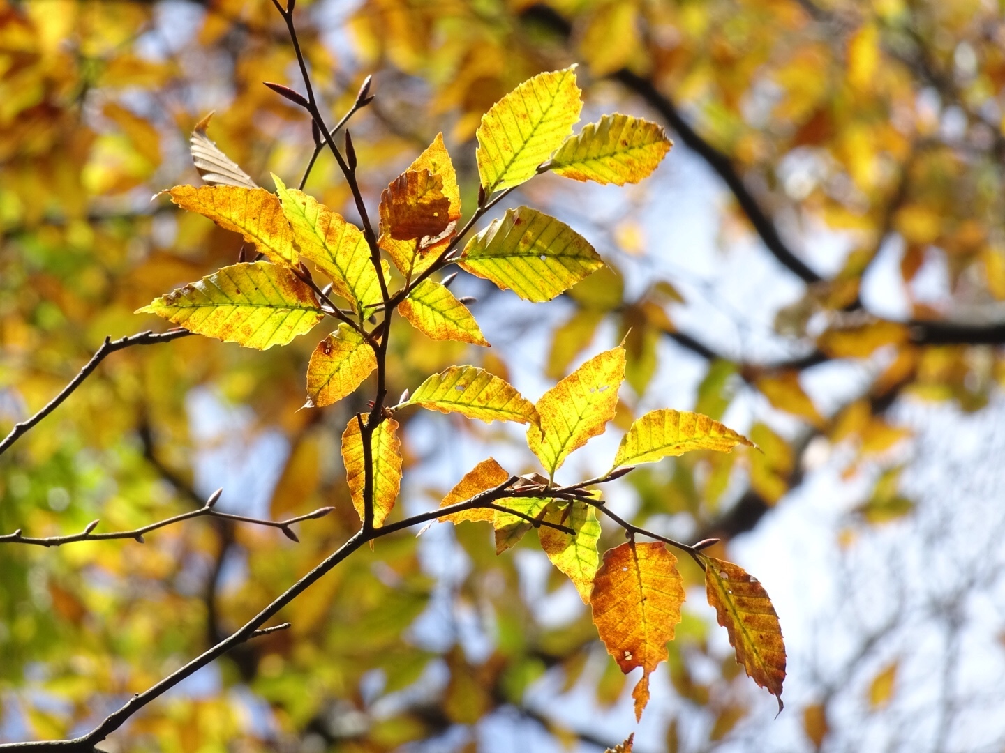 Taiwan beech (Fagus hayatae)  iNaturalist
