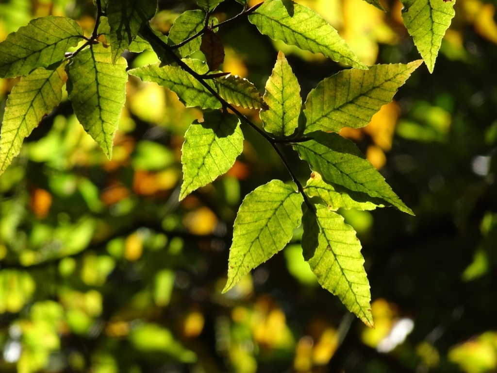 Taiwan beech (Fagus hayatae)  iNaturalist