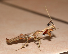 Phyllocrania paradoxa