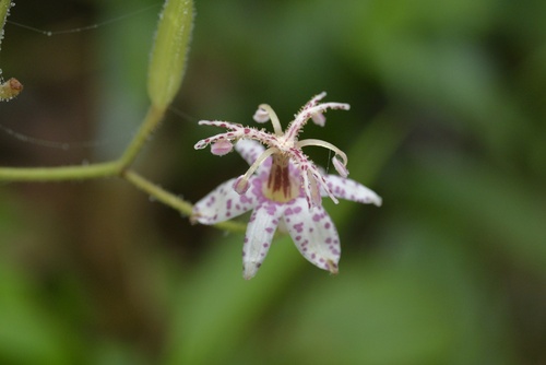 Speckled toad lily (Tricyrtis macropoda) · iNaturalist