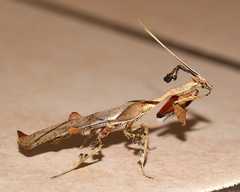 Phyllocrania paradoxa