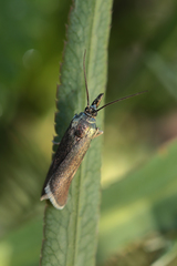 Hypochalcia decorella