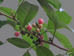 Glycosmis trifoliata