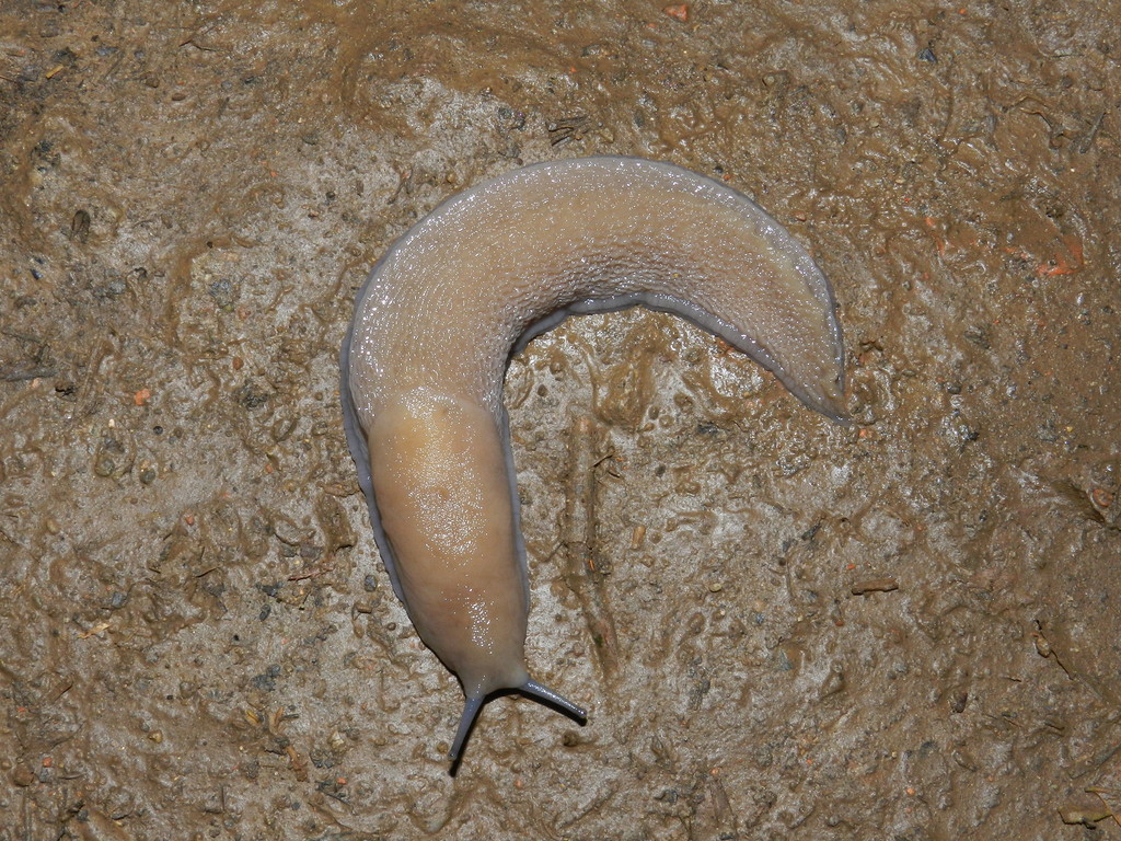 Limax strobeli