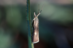 Hypochalcia decorella