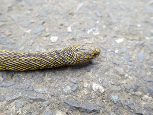 Black Odd-scaled Snake