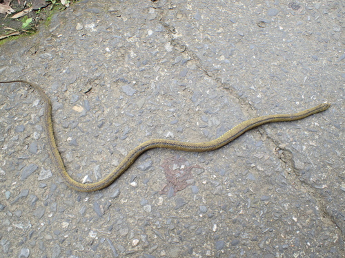 Black Odd-scaled Snake