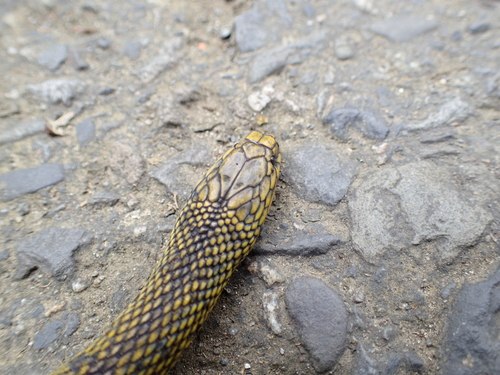 Black Odd-scaled Snake
