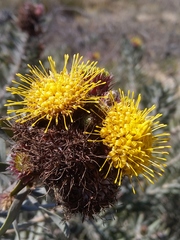 Leucospermum parile