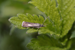 Hypochalcia decorella