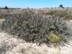Leucospermum parile