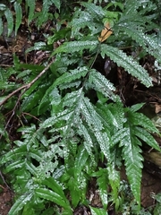 Tectaria phaeocaulis