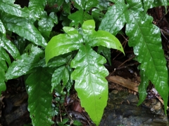 Tectaria phaeocaulis