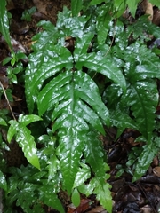 Tectaria phaeocaulis