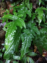 Tectaria phaeocaulis