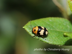 Cryptocephalus taiwanus