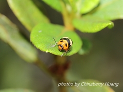 Cryptocephalus taiwanus