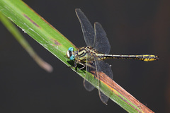 Gomphus simillimus