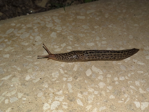 Limax maximus