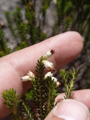 Erica imbricata