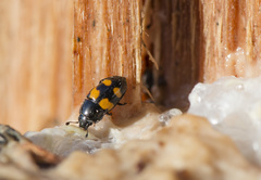 Glischrochilus grandis