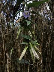 Tripterospermum lanceolatum