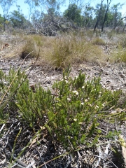 Erica imbricata