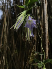 Tripterospermum lanceolatum