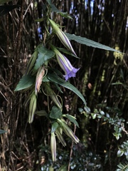 Tripterospermum lanceolatum