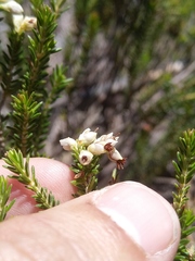 Erica imbricata