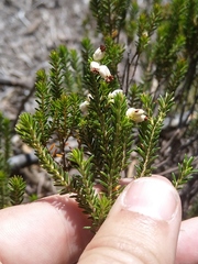 Erica imbricata