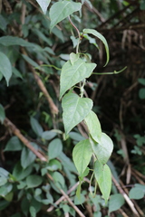 Schisandra arisanensis