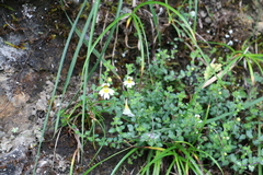Euphrasia transmorrisonensis