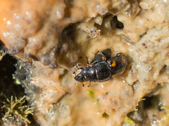 Glischrochilus hortensis