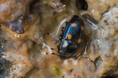 Glischrochilus hortensis