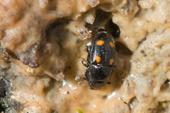 Glischrochilus hortensis