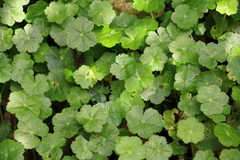 Hydrocotyle setulosa