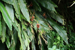 Alpinia sessiliflora