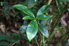 Skimmia