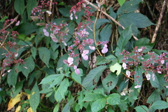 Hydrangea densifolia