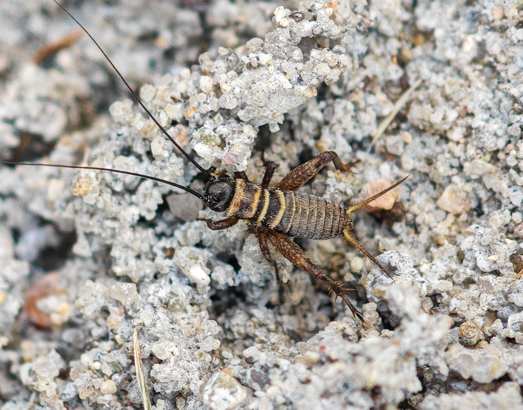 Melanogryllus