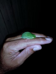 Sphaenorhynchus lacteus