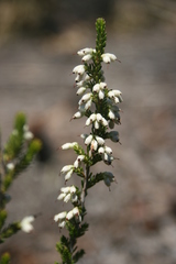 Erica imbricata
