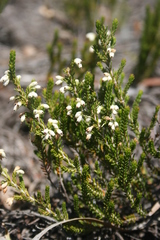 Erica imbricata