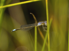 Proischnura polychromatica